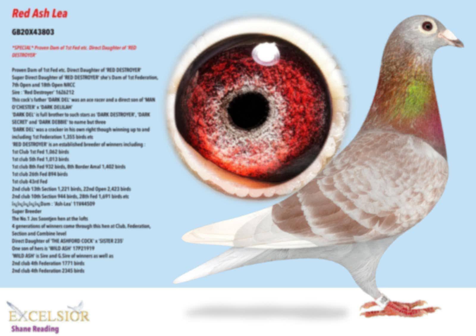 Bird Evidence