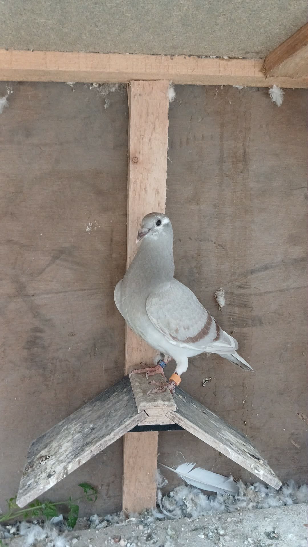 Bird Evidence