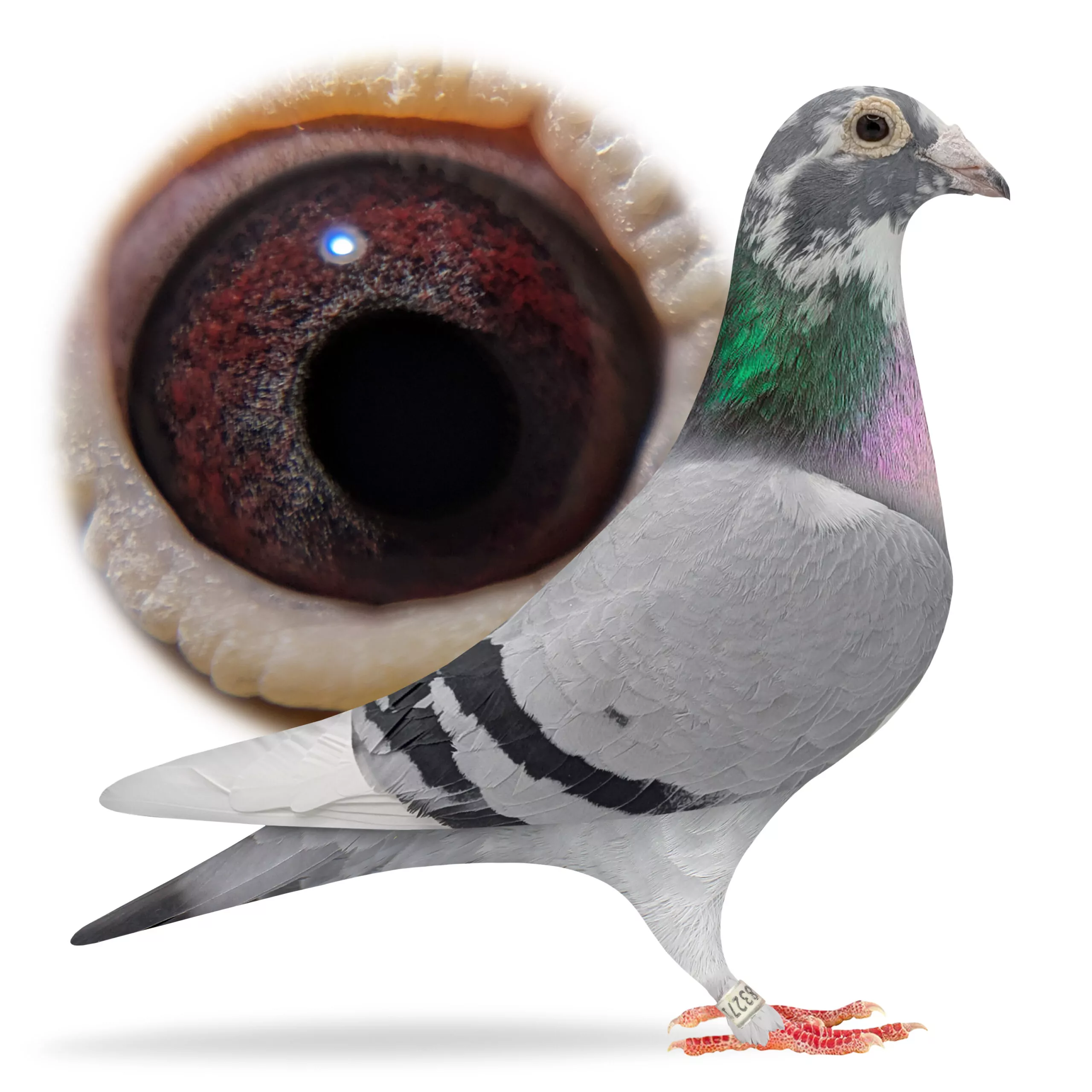 Bird Evidence