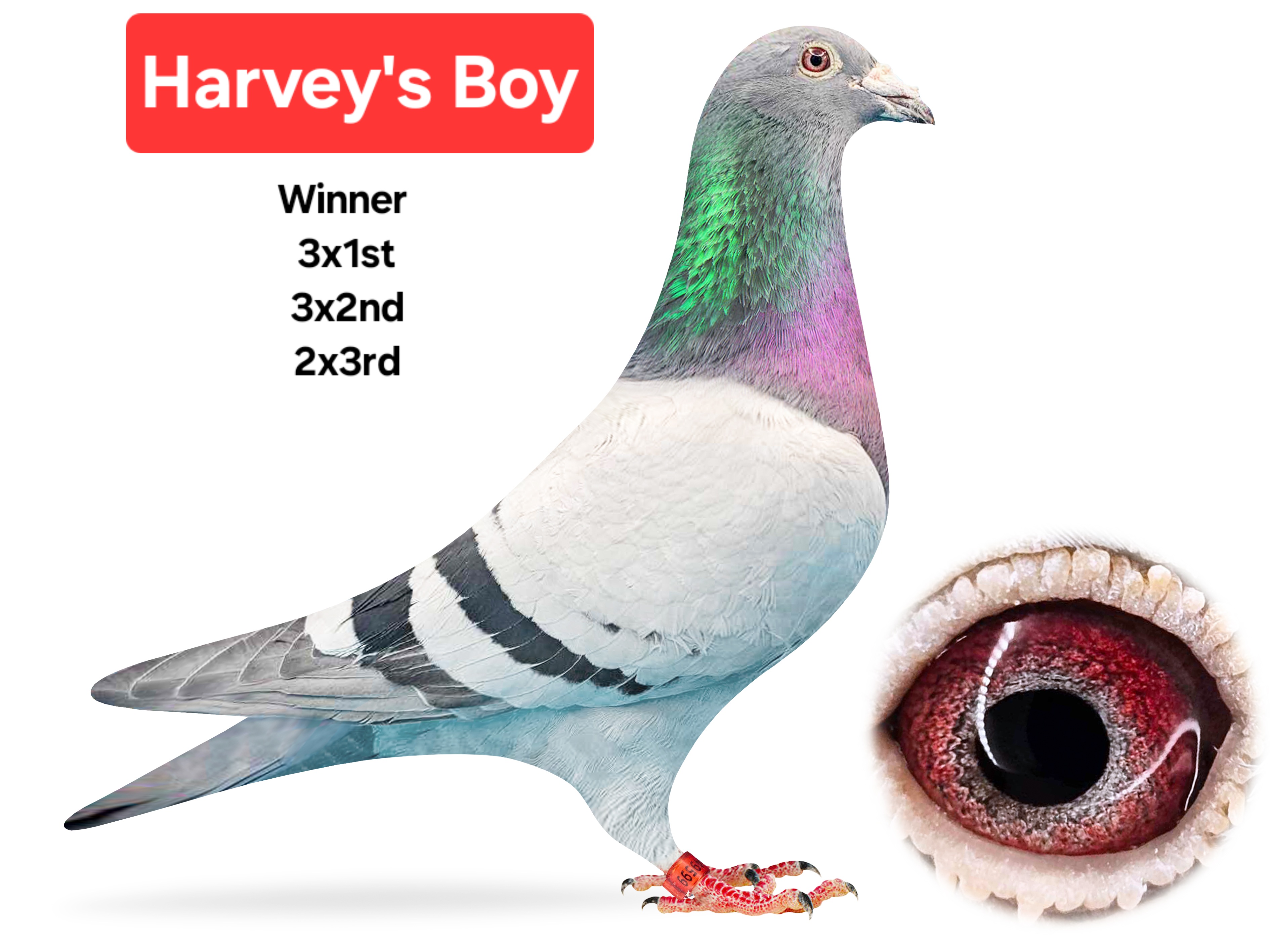 Bird Evidence