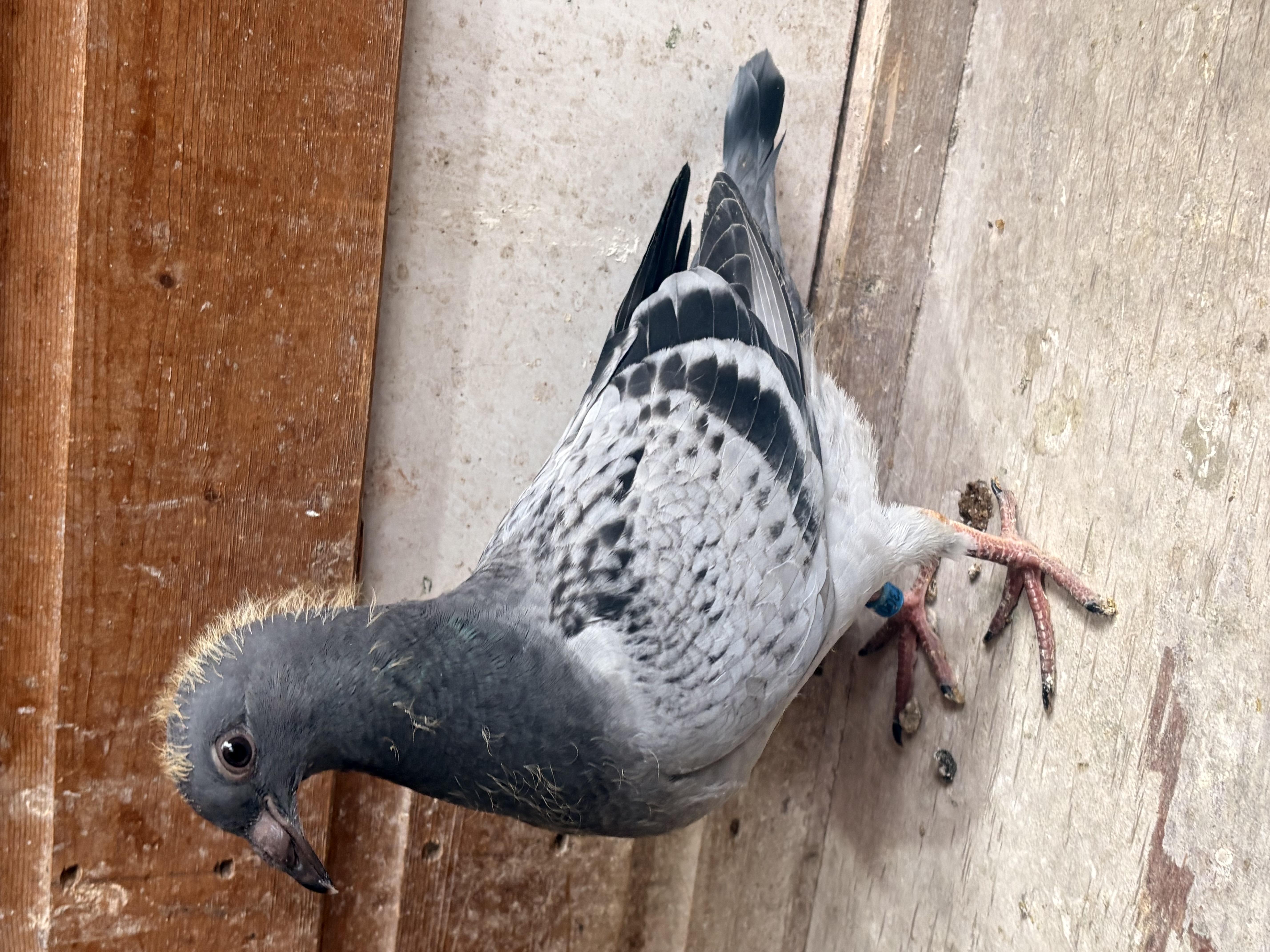 Bird Evidence
