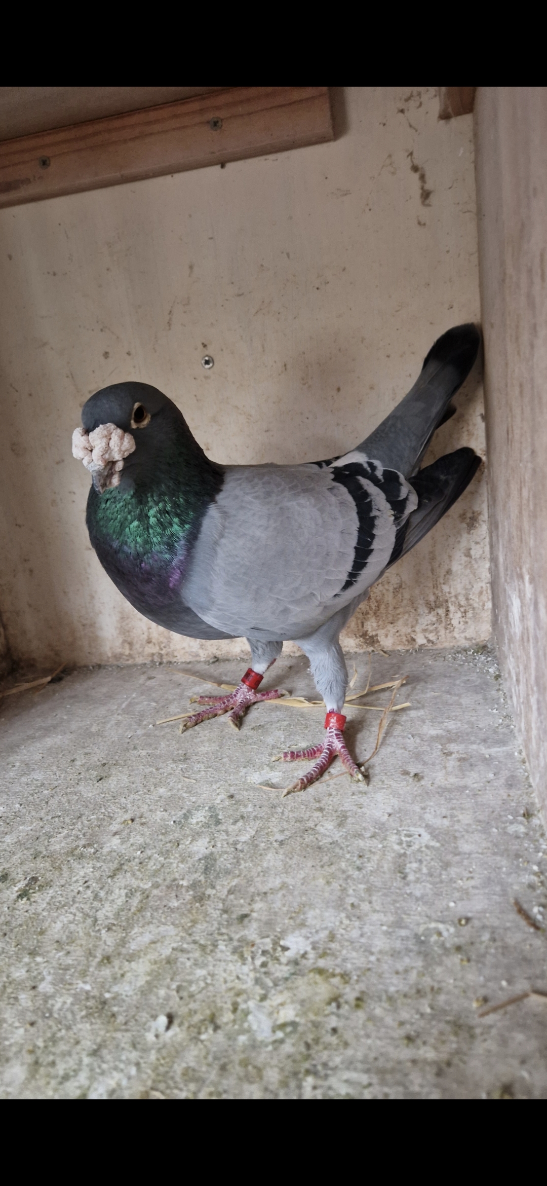 Bird Evidence