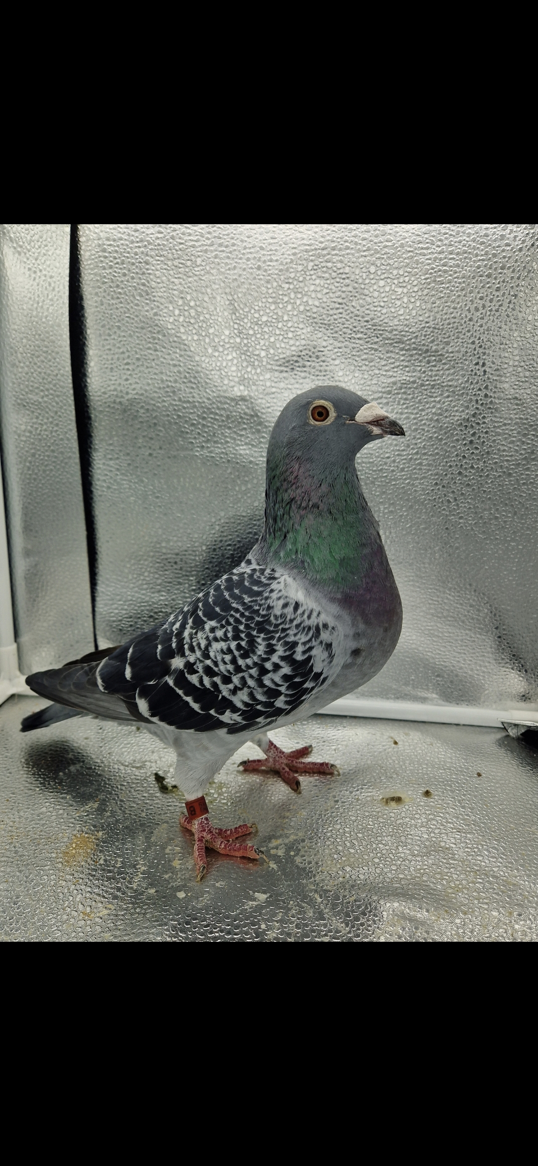 Bird Evidence