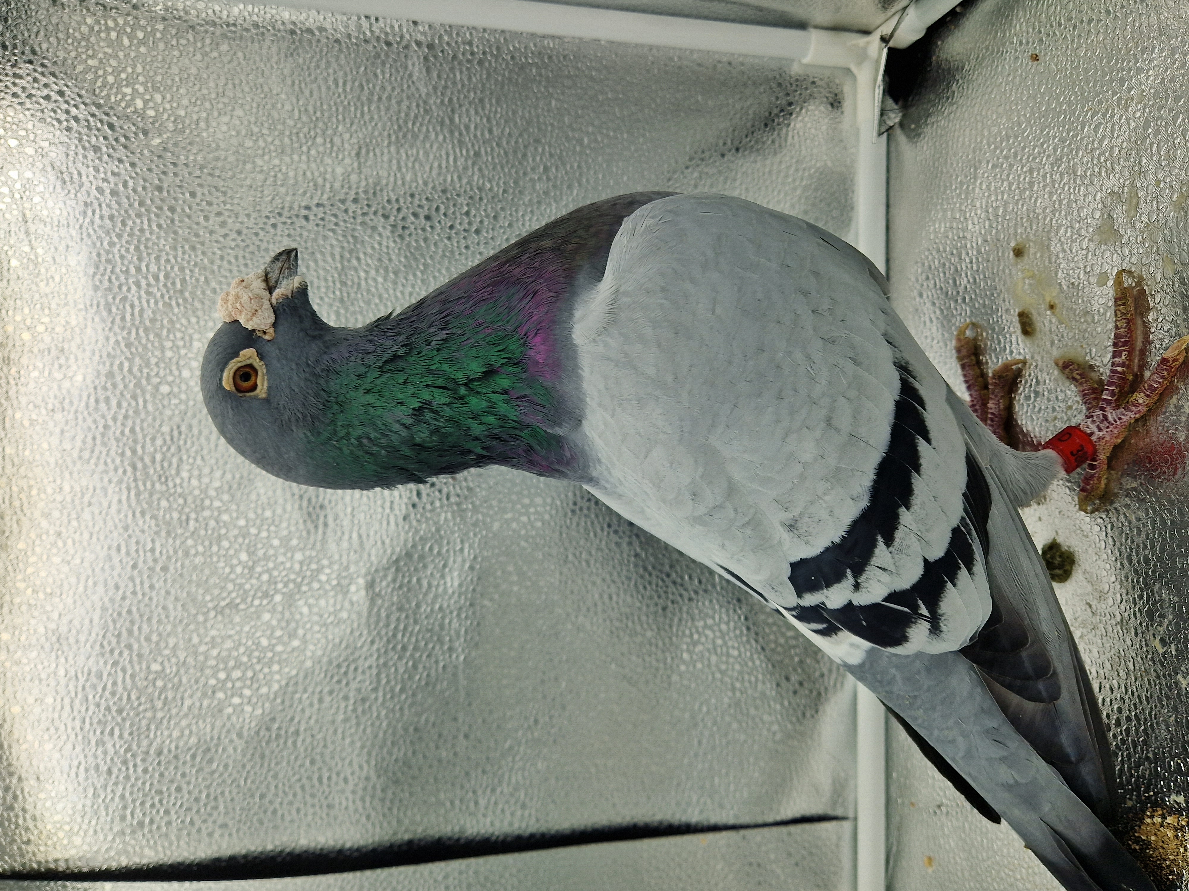 Bird Evidence
